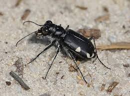 Image result for Sorghastrum fuscescens