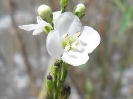 Image result for Gomphostigma