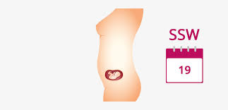 Schwangerschaftswoche eine sehr aufregende woche mit vielen neuen entwicklungen in und an ssw spürst, dann wirst du bestimmt auf den bildern des ultraschalls sehen, wie aktiv sich dein baby in deinem bauch herumkugelt und purzelbäume schlägt. 19 Ssw Schwangerschaftswoche Mutter Bauch Baby In 19 Ssw