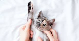 6,661 likes · 253 talking about this · 641 were here. Team Vet In Belville Capeside Animal Hospital