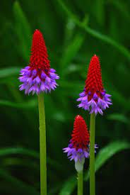 Pin On Best Natural Secrets
