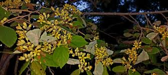 Image result for Grewia monticola