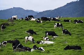 Here, there got a shop where all the sabah's cow milk and dairy product been produced, are freshly sold. Desa Cow Farm Kundasang Malaysia Travel Sabah Sabah Malaysia