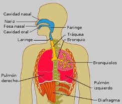 Resultado de imagen para aparato respiratorio y sus partes
