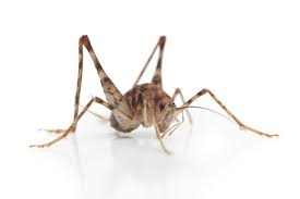 These spider crickets that are commonly found in the east don't attract mates with chirping sounds like many cricket species do. Spider Cricket Control And Treatments For The Basement Living Areas And Home