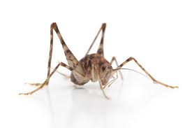 It has a hunched back, long legs, and a light brown round body with get in touch with a reliable pest control expert to help you safely and effectively get rid of the insects and prevent them from coming back. Spider Cricket Control And Treatments For The Basement Living Areas And Home