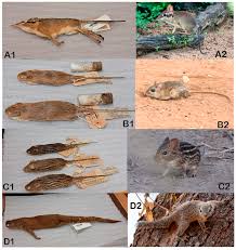 Image result for Macrotyloma rupestre × densiflo