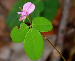 Image result for Galactia