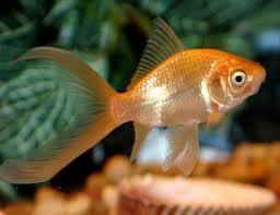 Goldfish Vs Betta Fish Care And Facts Comet Goldfish Goldfish Care Aquarium Fish