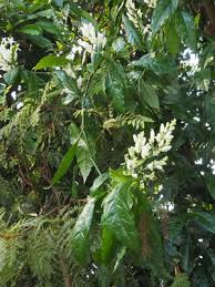 Image result for Whitfieldia brazzae