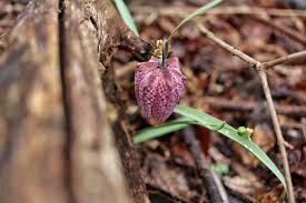 Specia provine din familia liliaceae și se spune că este originară chiar din etiopia. Frumoasa Ca O Poveste A Inflorit Laleaua Pestrita La Doi Pasi De