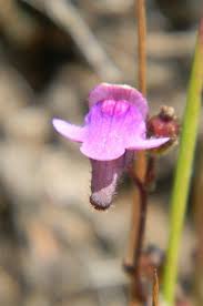 Image result for Genlisea africana