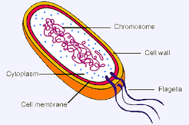 Animal cells come in all kinds of shapes and sizes but have the same basic features. Biology B2 Revision Cards In Gcse Biology