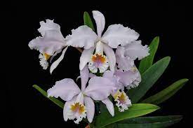 Cattleya Mossiae Coerulea Cattleya Beautiful Orchids Orchids