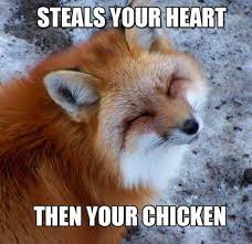40 Of Today S Freshest Pics And Memes Fox Memes Funny Fox Pictures Funny Fox