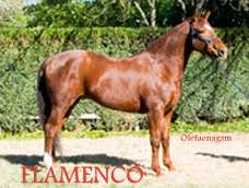 We did not find results for: Los Caballos De Joao Moura Hijo 1 Olefaenagsm