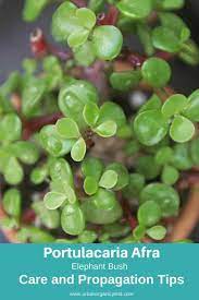 Elephant Bush Portulacaria Afra Types Of Succulents Jade Plants Succulent Gardening