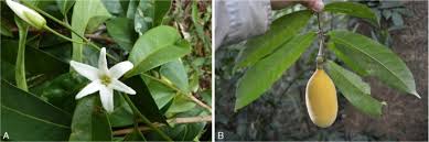 Image result for Diospyros loureiriana