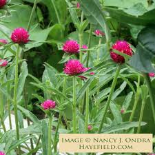 Image result for Gomphrena globosa