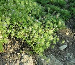 Image result for Rubiaceae