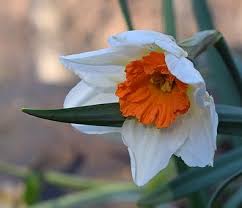 Narcissus Daffodil Flower Daffodils Most Beautiful Flower Pictures Purple Flowers Wallpaper