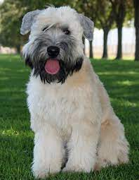 my soft coated wheaten terrier was my most devoted companion and best friend her name was disney she wheaten terrier soft coated wheaten terrier dog breeds