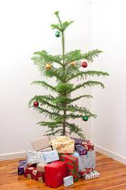 Small Real Christmas Tree Small Christmas Tree 8250 Stockarch Free Stock Photos