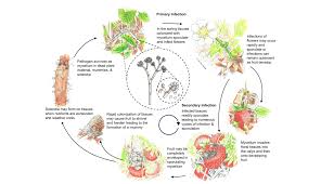 Image result for Botrytis cinerea