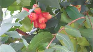 Fruit tree fruit tree no one knows you but the rain and the air don't you worry they'll stand and stare when you're gone. Singapore Plants Water Apple Rose Apple Jambu Air Bell Fruit Youtube