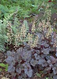 Palace Purple Coral Bells Heuchera Palace Purple Heuchera Shade Plants Coral Bells