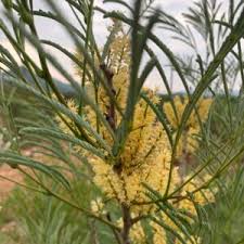 Image result for Elephantorrhiza suffruticosa
