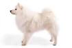 American Eskimo Dog (Eskimo Spitz) Breed Pictures & Info ...