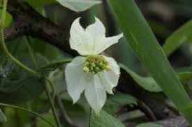 Image result for Dalechampia capensis