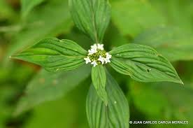 Image result for Mitracarpus hirtus