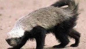 I am going to compare wolverine vs honey badger in detail now. Honey Badgers Are Real Science Smithsonian Magazine