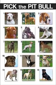 Complete American Bully Breeding Color Chart Pitbull Breeds