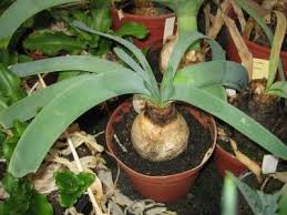 Image result for Ammocharis tinneana