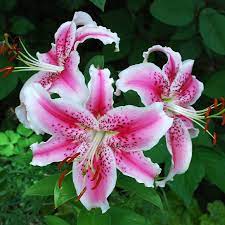 Crochet stargazer lily flower pattern photo tutorial. Oriental Lily Bulbs Stargazer Spring Flower Bulbs Eden Brothers