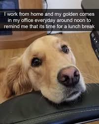 Here S A Bunch Of Examples Of Golden Retrievers Just Being Really Really Adorable Funny Dog Memes Funny Animal Memes Funny Animals