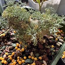 Image result for Monsonia