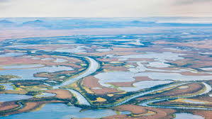 Image result for Selago coerulea