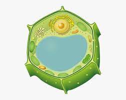 Starch is the way plant cell store energy, whereas animal cells store their energy as glycogen. Marker Antibodies For Plant Cellular Compartments Plant Cell Images Without Labels Hd Png Download Kindpng