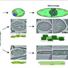 Check spelling or type a new query. Pdf Electron Microscopy Views Of Dimorphic Chloroplasts In C4 Plants