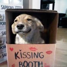 Funny Dogs Pics More Funny Dog Memes 03 Mojly