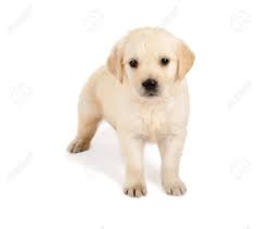 Golden retriever puppies for sale golden retriever dogs for adoption golden retriever breeders. Golden Retriever Puppy Of 6 Weeks Old On A White Background Stock Photo Picture And Royalty Free Image Image 9684082