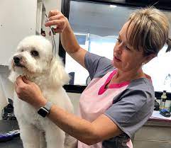 Mobile vet to pet welcomes you to our website! Lara Orange Vet Hospital