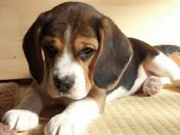 Maybe you would like to learn more about one of these? Free Beagle Puppies Near Me