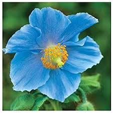 Grow Your Secret Garden Himalayan Blue Poppy Meconopsis Betonicifolia 30 Seeds Amazon Co Uk Garden Outdoors Poppy Flower Seeds Flower Seeds Bonsai Flower