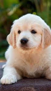 Trop Craquant Animaux Mignons Animaux Adorables Chien Mignon