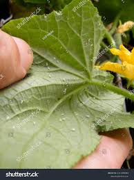 Image result for whitefly in cucumber